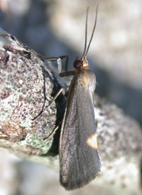 Lead-colored Lichen Moth